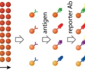 Beads Based Multiplex Assay