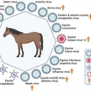 Equine Diseases Detection Reagents
