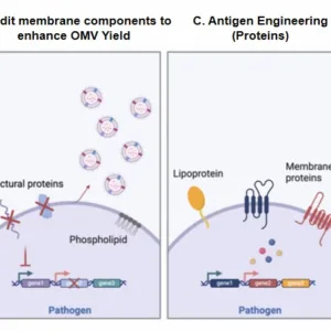 OMV-Based Bacterial Vaccines Development