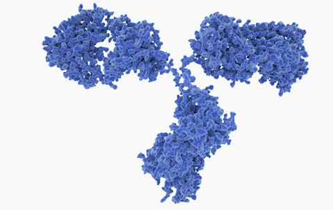 antibodies Bulk antibodies 1 Wholesale Supplies