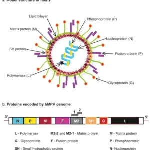 antibody pairs and antigens